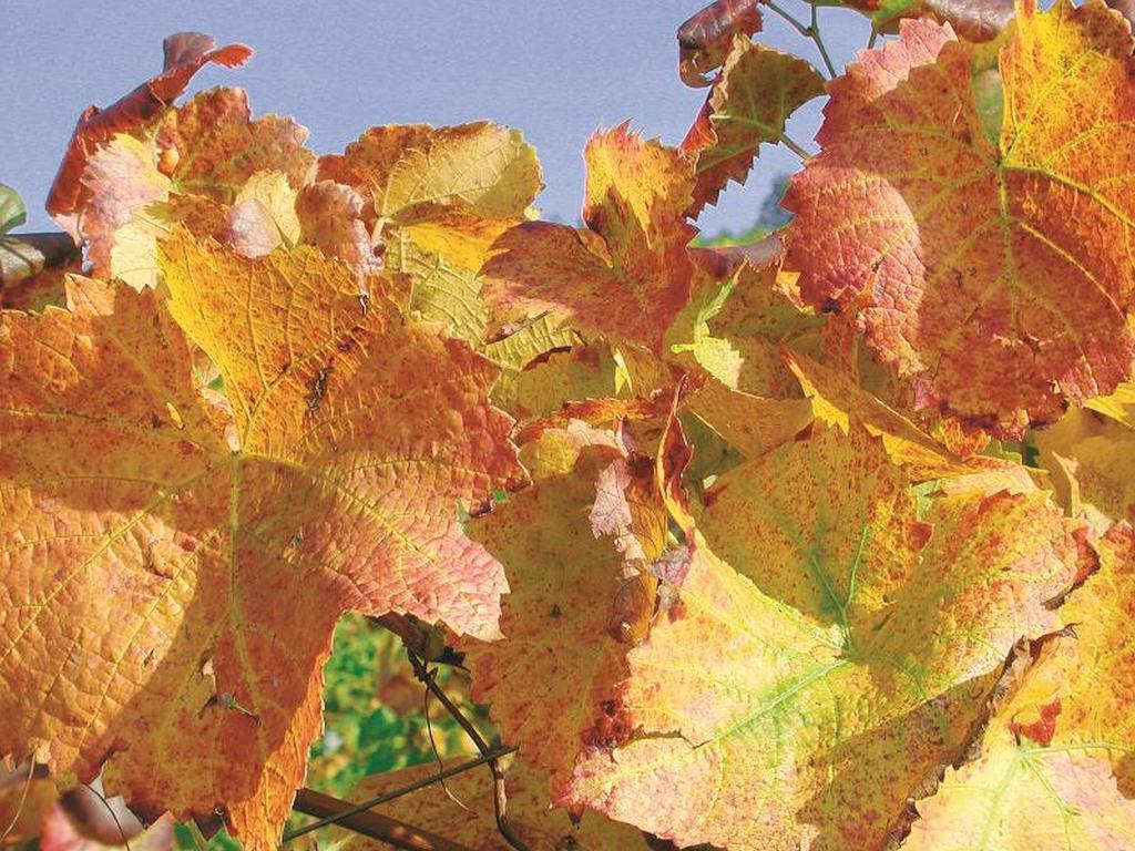 Weingut Alfred Huber Apartment ดัวร์บาค ภายนอก รูปภาพ